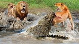 Death Bite! Belligerent Lion Is Bitten Mouth Off By Giant Crocodile While Trying Protect Cubs
