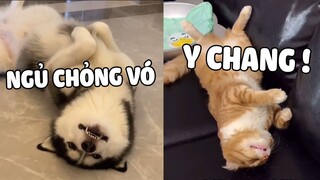 MÈO CON được NGÁO nuôi lớn sẽ là cái dạng gì 🤣 | Pets TV