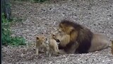 Animation|Little Lion Pulling Its Father's Hair