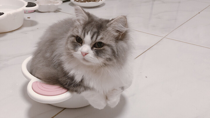 [Animals]Kitty likes to sleep in water bowl