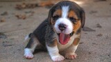 Funny Dogs - Cute And Funny  Beagle Videos Compilation