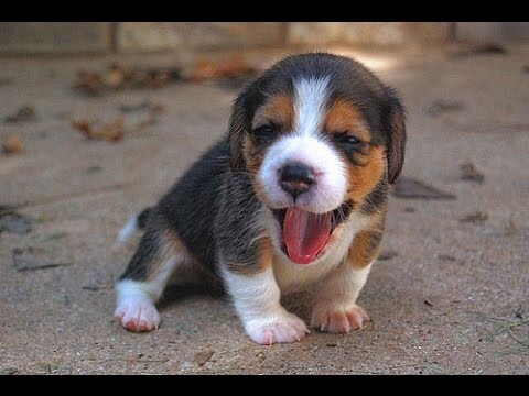 Funny Dogs - Cute And Funny  Beagle Videos Compilation