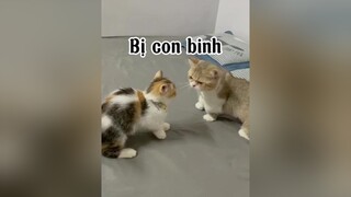 Chuyện thường ngày ở huyện conmeogianac bị con binh 😂 mèo cat