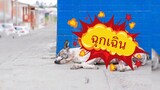 ต้องรู้!! น้องหมาถูกรถชน แต่ไม่มีแผล ควรทำอย่างไร by Thai Pet Academy