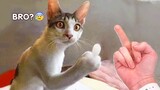 Funniest Animals - Best Of The 2021 Funny Animal Videos #64
