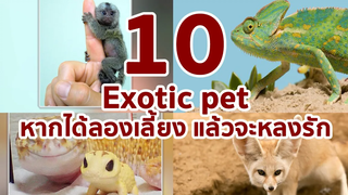 10 exotic pet หากได้ลองเลี้ยงแล้วจะหลงรักมัน