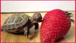 Cute Tiny Tortoise Enjoy Eat Strawberry.