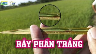 APN - GIẢI PHÁP XỬ LÝ RẦY PHẤN TRẮNG, BẢO VỆ RUỘNG LÚA GIAI ĐOẠN LÀM ĐÒNG - TRỔ - CHÍN