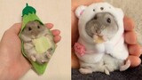 Hilarious and Cute Hamster Compilation | Cutest Hamster In The World | Cute VN