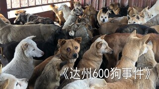 【老疯杨】达州600狗事件