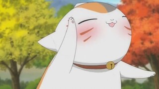 Perhatian, imut dan manja, inilah kucing impianku! 【Guru Kucing】