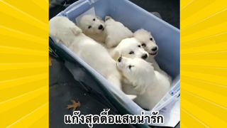 สัตว์เลี้ยงพื่อนขนปุย : แก๊งสุดดื้อแสนน่ารัก