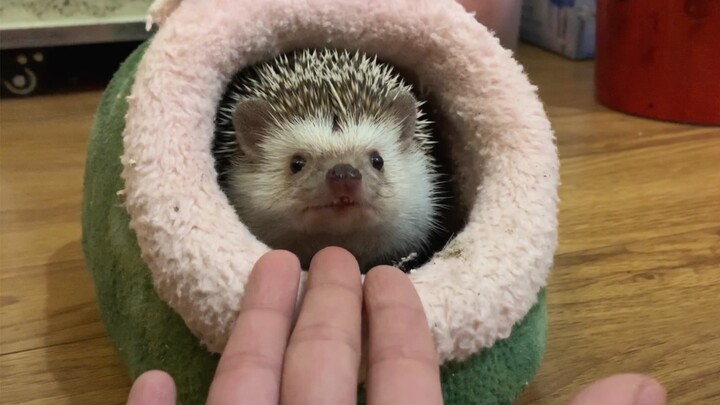 When I Put My Hand In Front Of A Hedgehog