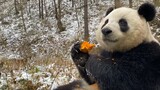 Binatang|Suara Panggilan Panda Besar