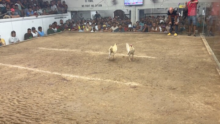 First fight 2 hits ulutan Zamboanga white first fight Lose