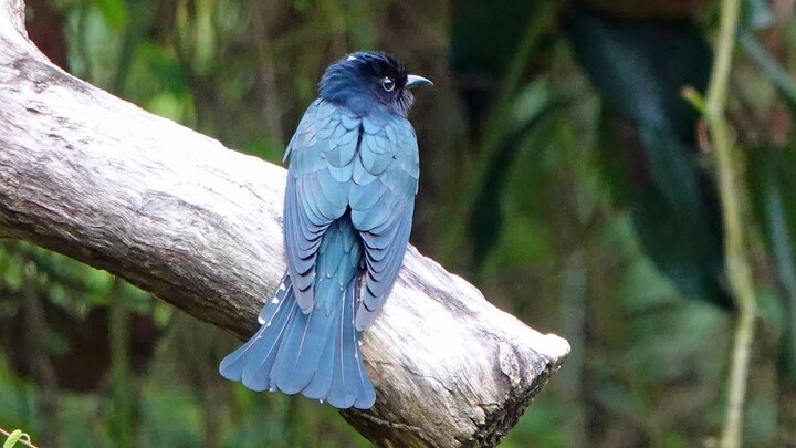 Amazingly blue SQUARE-TAILED DRONGO CUCKOO