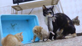 The little cat practices catching mice while the whole family watches
