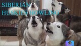 Huskies howling