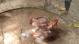 asil chicken fight