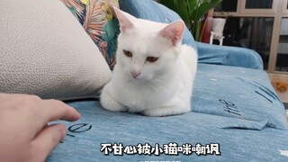 尝试把猫揣好的手手抠出来…