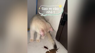 Mèo eat tiểu cường có bị sao k zậy 🥲🥲🥲 meo meow meomeo