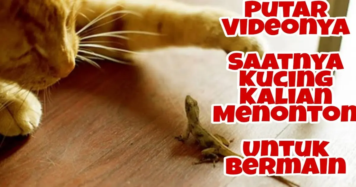 CAT GAMES - Catching Lizard - Permainan Untuk Kucing Menangkap Cicak - Bstation