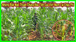 Linh Philip || Những Bắp Ngô Thuần Chủng Đầu Tiên  Của  Việt Nam Dần Thành Hình Tại Châu Phi