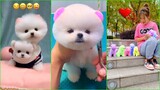 Funny and Cute Dog Pomeranian 😍🐶| Funny Puppy Videos #29