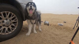 Peliharaan Lucu | Membawa Anjing Alaska Pergi Liburan