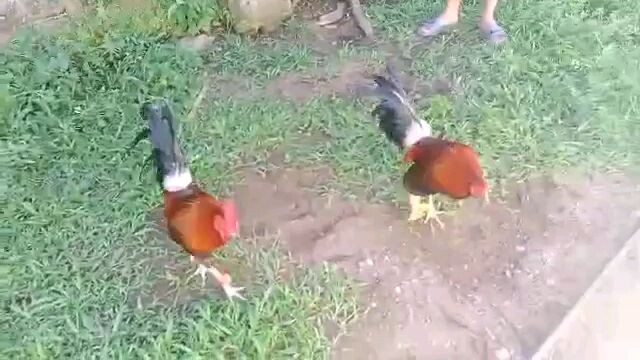 #spar lang muna mga boss🐓❤️ #GA'backyard