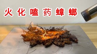 给50只蟑螂同时吃蟑螂药会怎么样？好壮观！