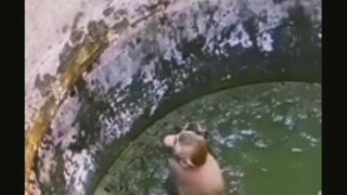 MONKEY RESCEU KITTY