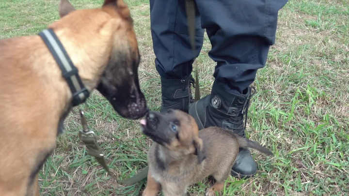 The day the puppy was chosen to be a police dog