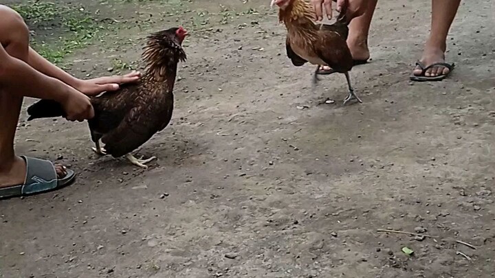 my hatch brood hen and a trio blood line topy in action