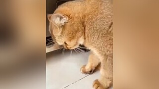 Ai thử trò này với boss chưa pet cat mèo cute