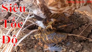 Falconry sport - Hunting with sparrow hawk