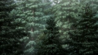 the curse forest this not been released yet