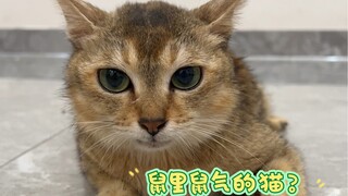 你们知道没牙的猫是怎么吃东西的吗？