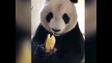 熊猫吃播，声控福利（听的好饿啊）