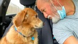 Laugh hard NOW with Funniest Moments Dog and their Human! - Cute Animal Show Love