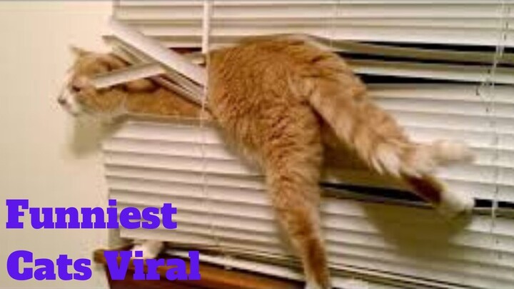 💥Funniest Cats Viral Weekly😂🙃💥of 2020 | Funny Animal Videos💥👌