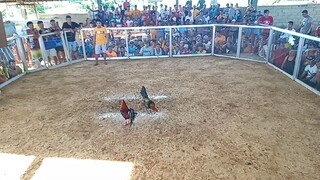 win manok nang kapit Bahay namin