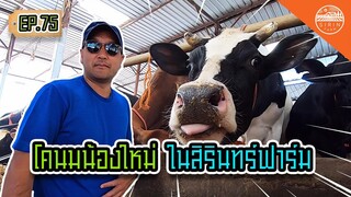 โคนมน้องใหม่ในสิรินทร์ฟาร์ม - สิรินทร์ฟาร์ม EP.75