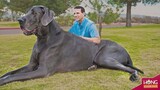 Top 10 giống chó Khổng Lồ và Nguy Hiểm nhất hành tinh| Hóng Khám Phá