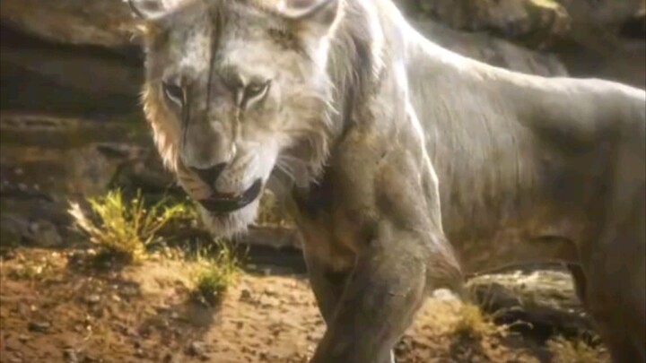 lion king