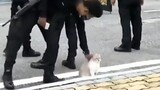 [Animals]A guard can't help rubbing a cat
