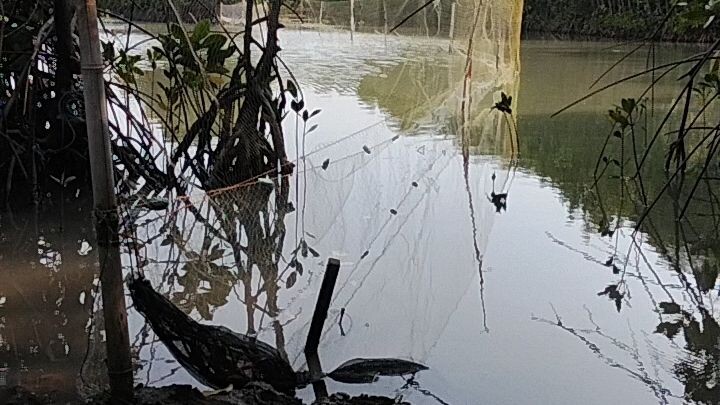jaring ikan