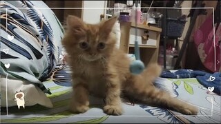 Yupi | Cat Vlog #28