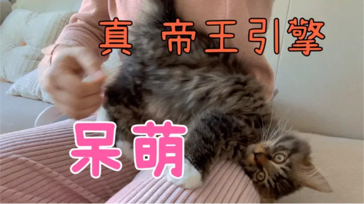 长毛狸花猫皮是真皮 乖起来又像只假猫 默默看着主人一脸懂事乖巧 Bilibili