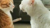 WHITE CAT VS YELLOW STRIFE